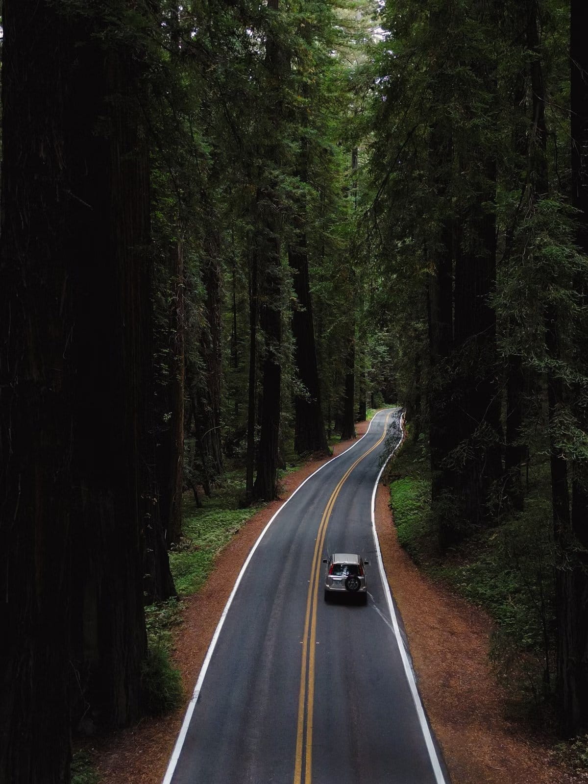 Winding road through tall evergreen forest like the Highway 1 drive from Duncan to Nanaimo